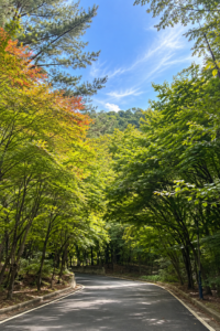 양양 가을여행｜오색령·한계령 설악산 드라이브와 다로산펜션